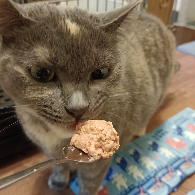 女人知己試用大隊,口碑行銷,部落客行銷,自然食 成長機能主食餐包,自然食,成長機能狗狗主食餐包,成長機能貓咪主食餐包,滿足毛孩最單純的幸福,人食等級食材,開封即食,綿密的肉泥狀質地,好吸收,無膠類,無色素,無防腐劑的添,維持腸道健康,添加DHA/靈芝多醣體,使用高優質蛋白,適口性佳,狗狗口味,犬用營養火雞,犬用嫩雞牛肉,貓咪口味,貓用營養嫩雞,貓用嫩雞鮪魚